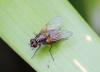 Mydaea urbana